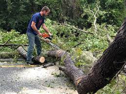 How Our Tree Care Process Works  in Grass Valley, CA