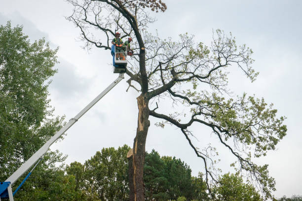 Grass Valley, CA Tree Services Company